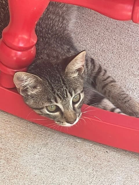 Tiger curled up under the red rocking chairs at Hermann Grain Bins Bed and Breakfast