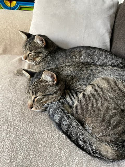 Toby and Tiger the Kitten Mascots at Hermann Grain Bins Bed and Breakfast and Retreat Center Hermann Missouri